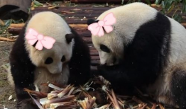 熊猫视频,探索自然之美，感受生命奇迹