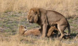 狮子交配视频,揭秘交配过程